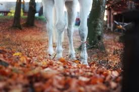 RIDESKOLEN TAR HØSTFERIE